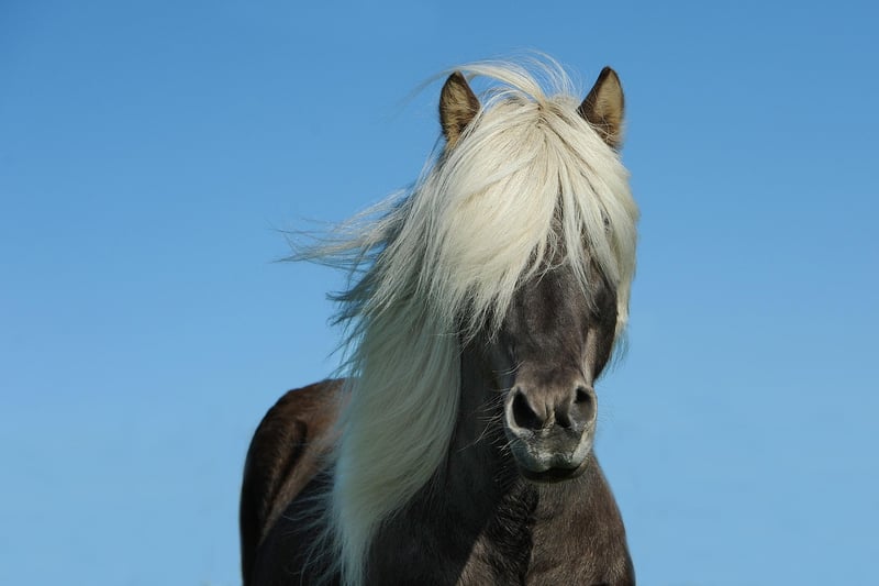 Parting Wild Horse's Mane